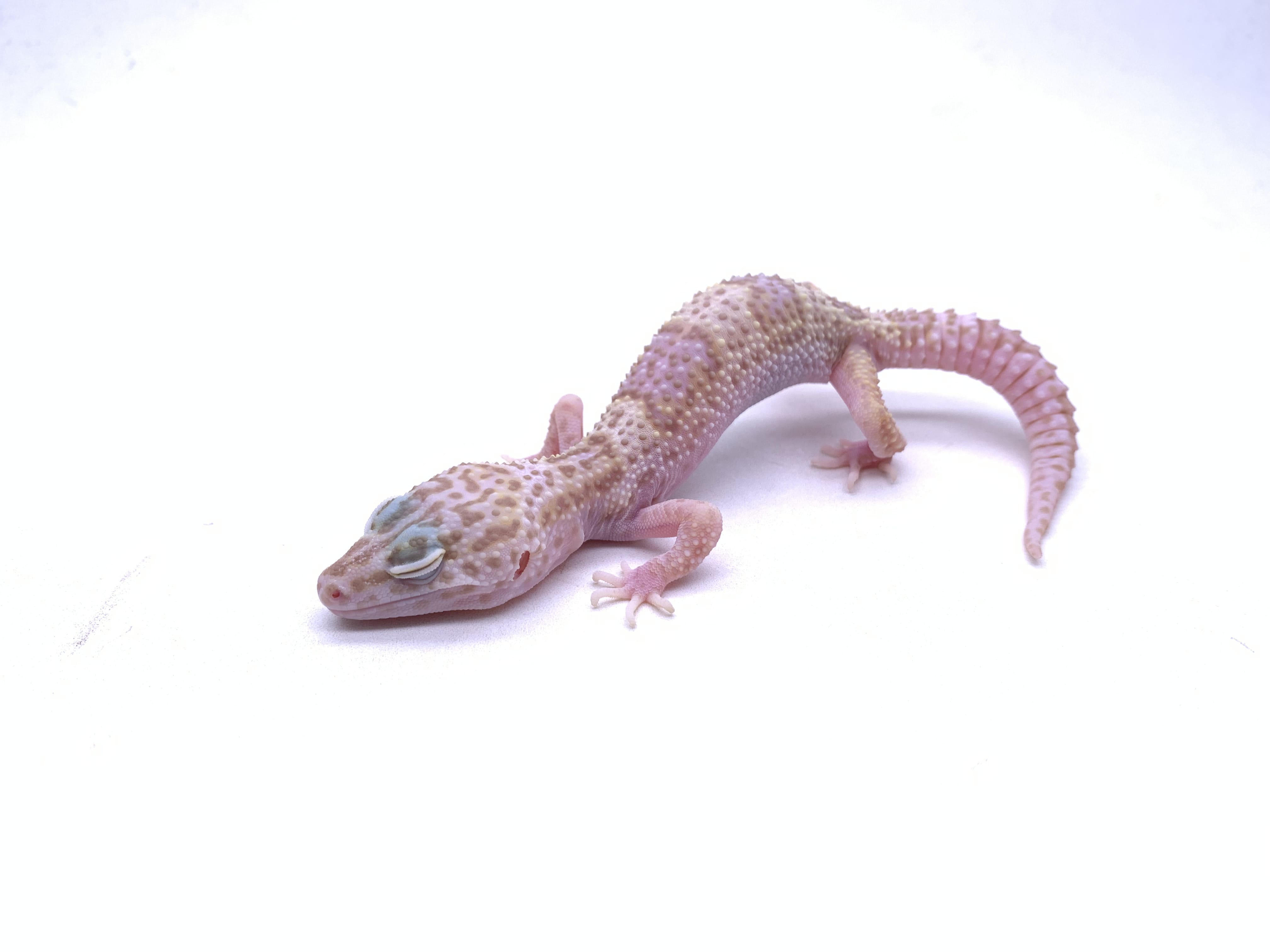 Geckos