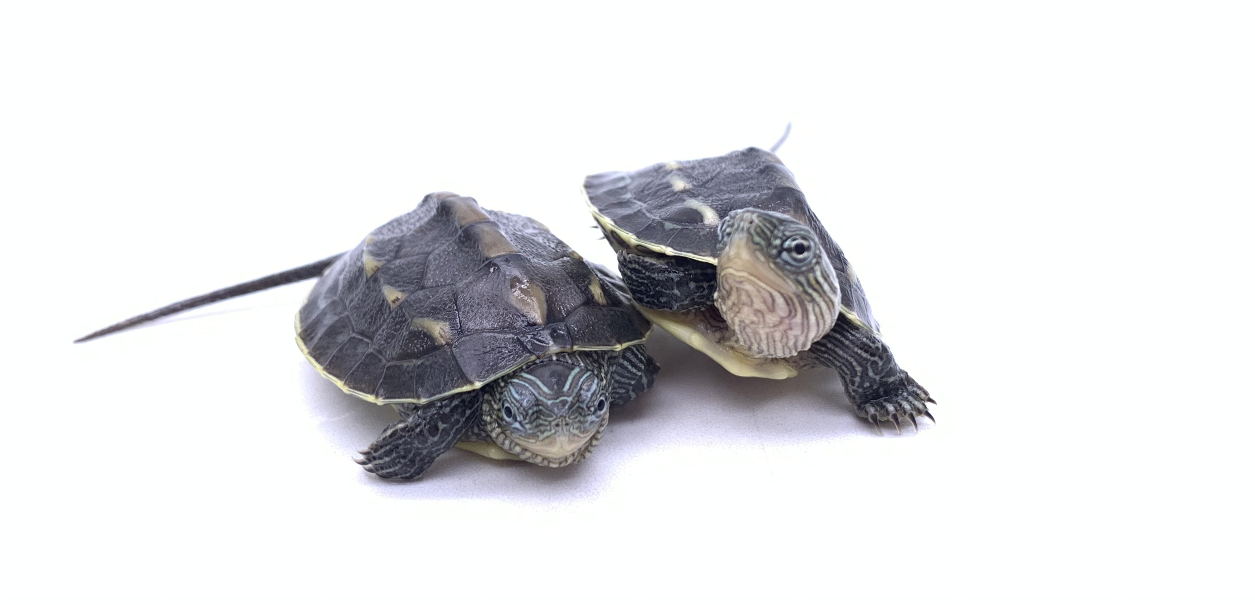 Chinese Stripe-necked Turtle