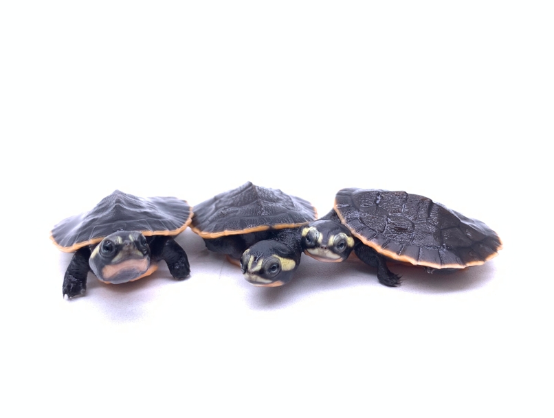 Red-bellied Short-necked Turtle