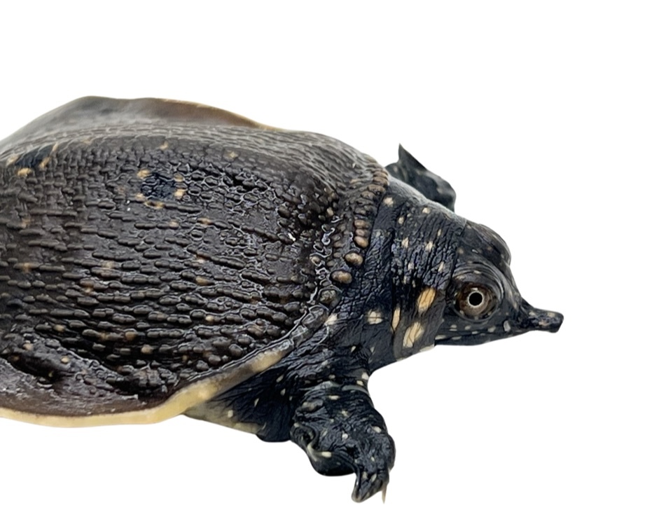 Asiatic Softshell Turtle